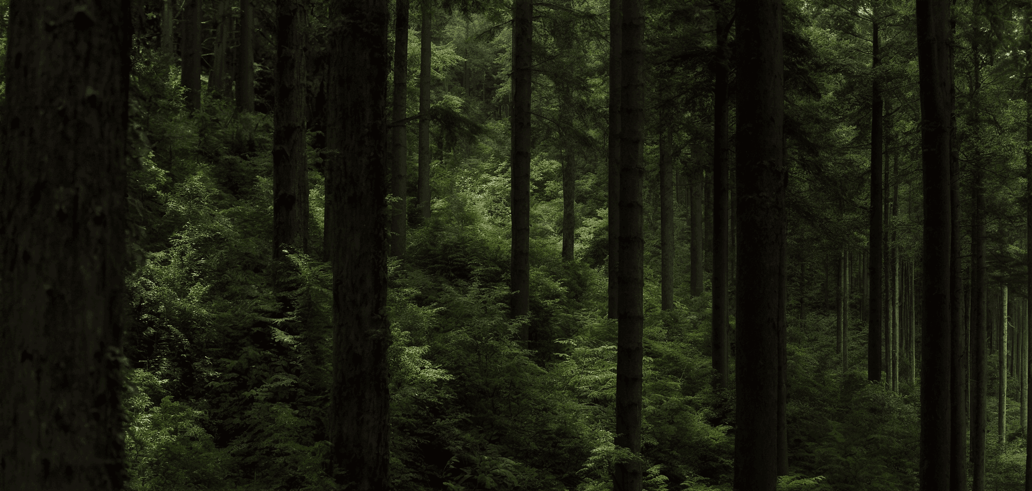 A dark, lush forest with tall pine trees